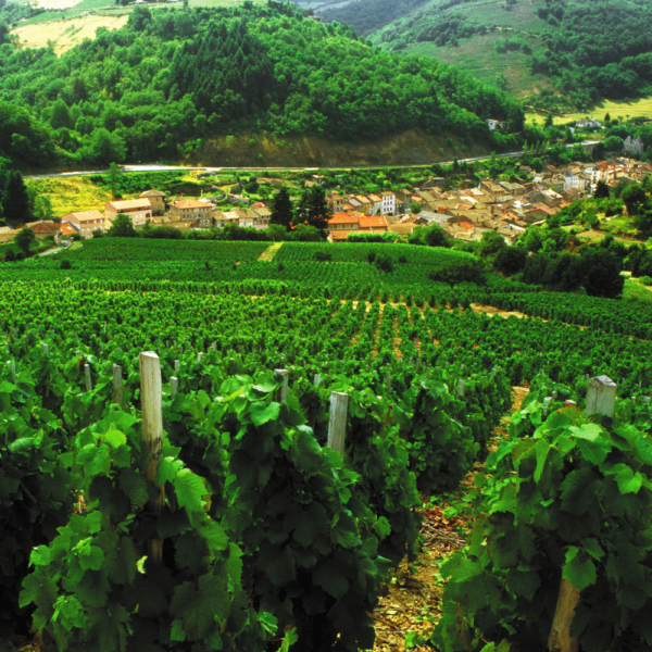 Le Beaujolais