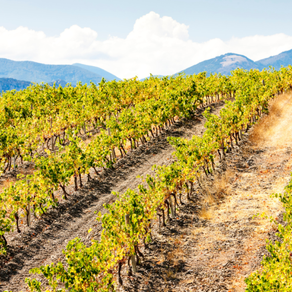 La Provence et le Languedoc Roussillon