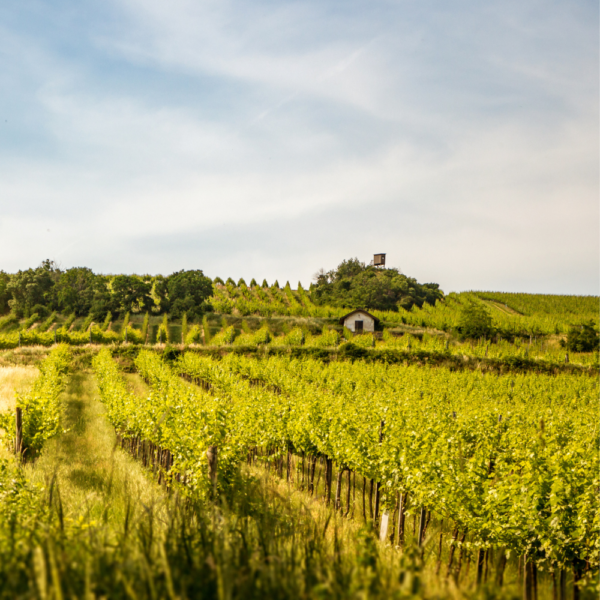 L'Alsace, la Savoie et le Jura