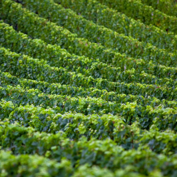 Les Vins du Monde